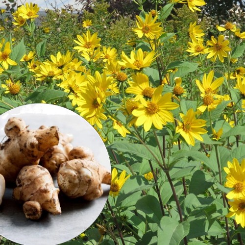 Helianthus tuberosus 'Papas®' - Maapirn 'Papas®' C1,5/1,5L